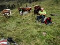 131 kurze Rast bei den Pinzgauer Rindern